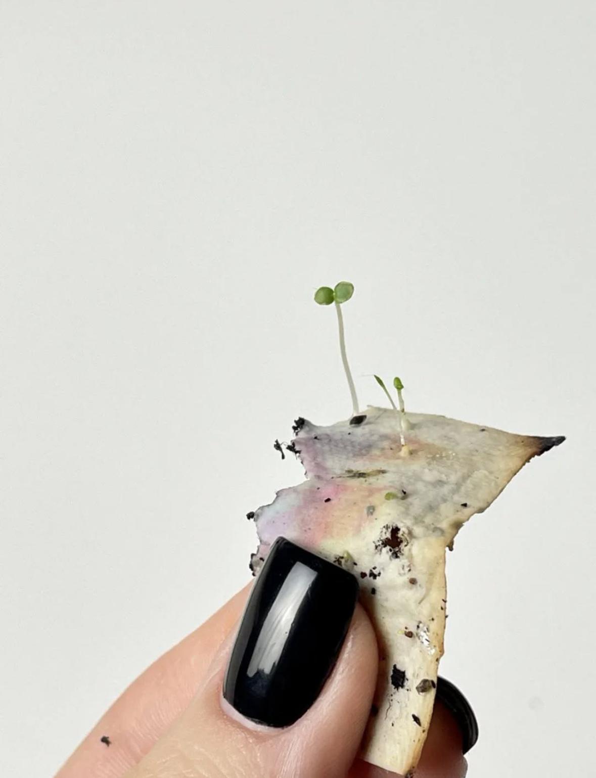 Ziedoša apsveikuma kartiņa